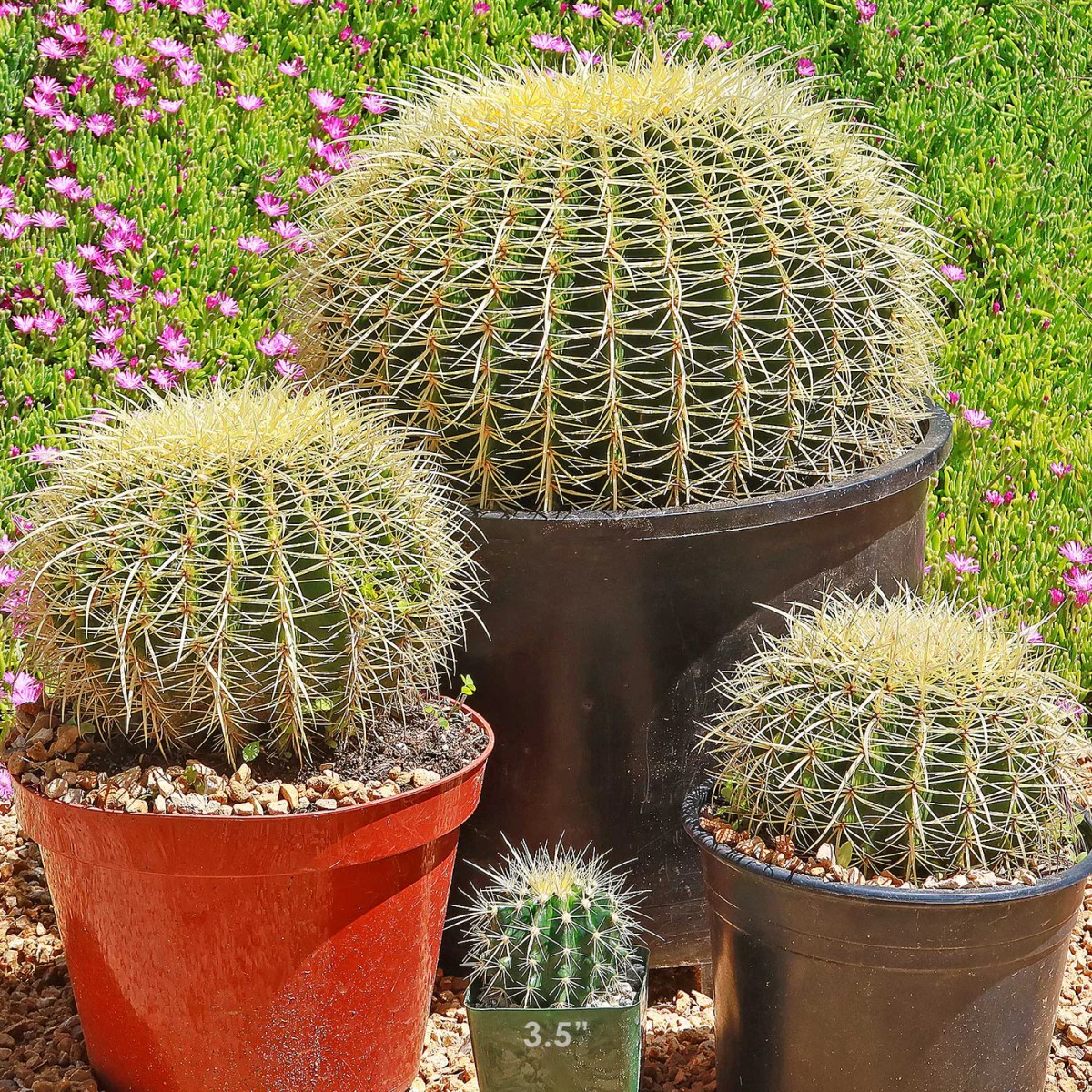 Echinocactus g. 'Gld Barrel' (9) Multi Head from our grower