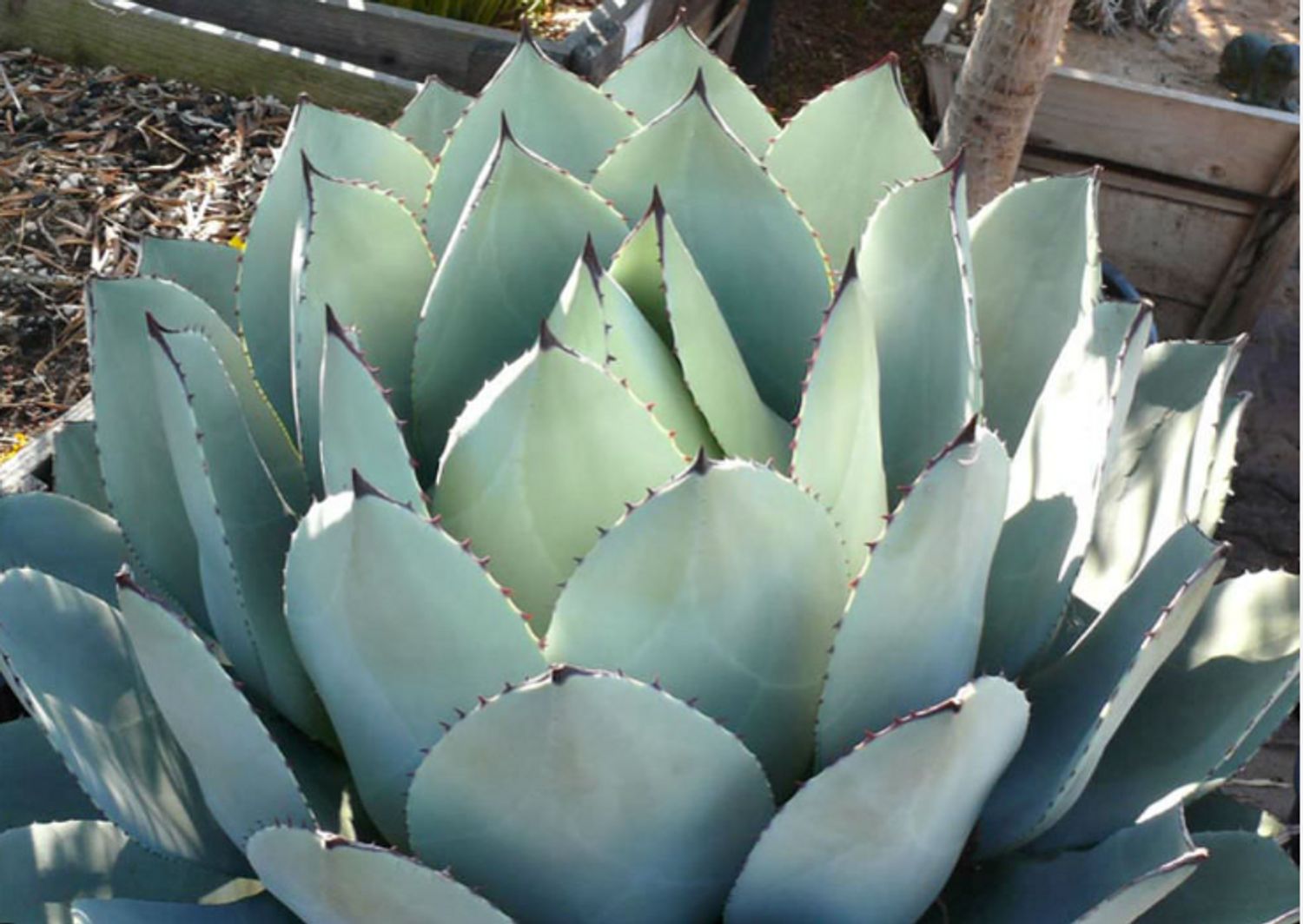 Agave parryi var huachucensis (8a) from our grower