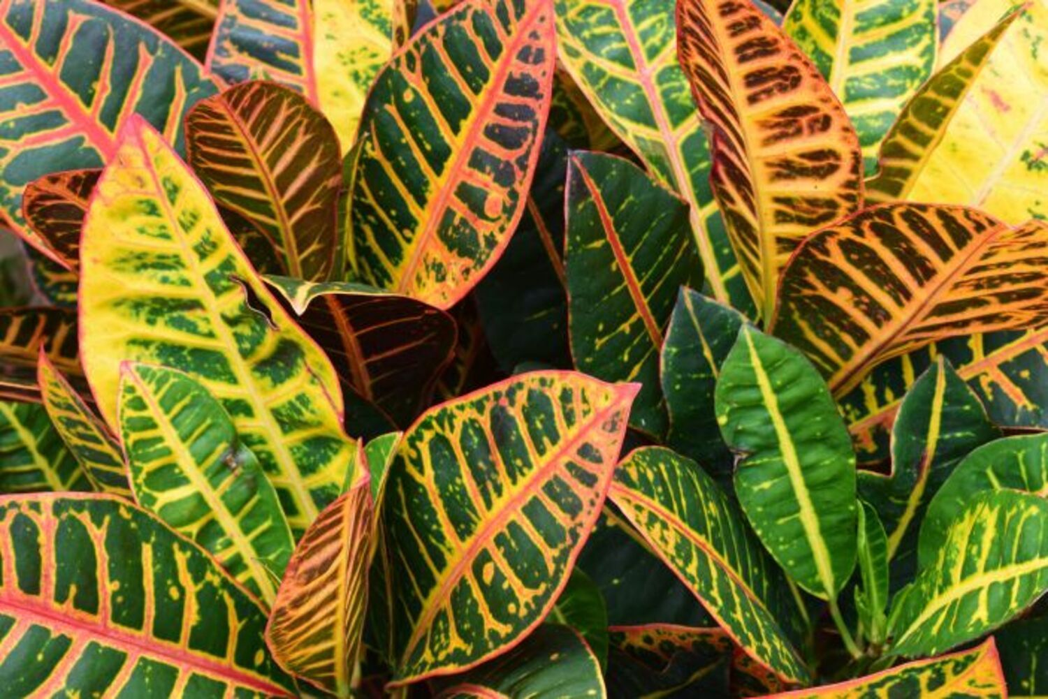 Croton 'Petra'