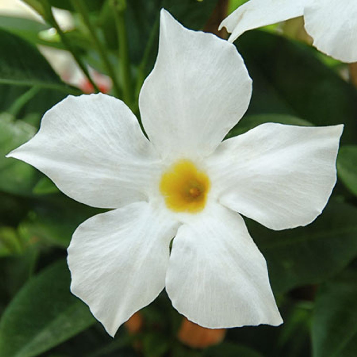 Mandevilla 'Bella White' from our grower