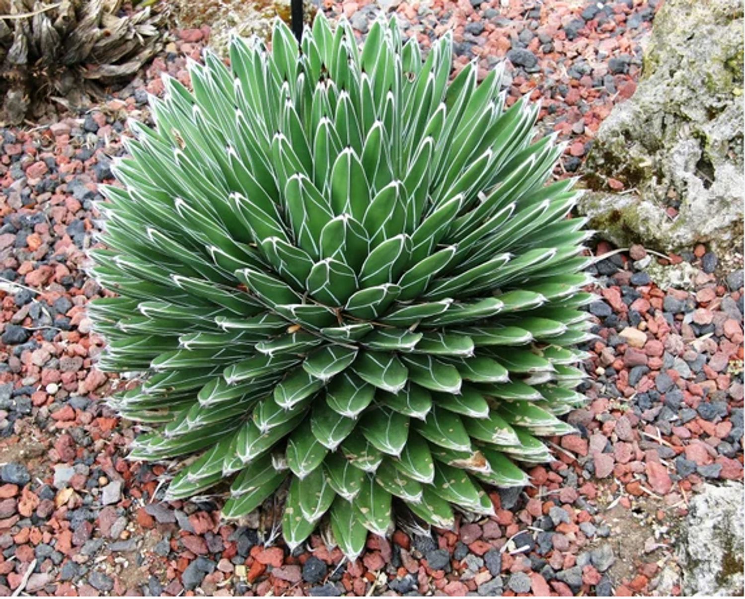 Agave victoriae-reginae from our grower
