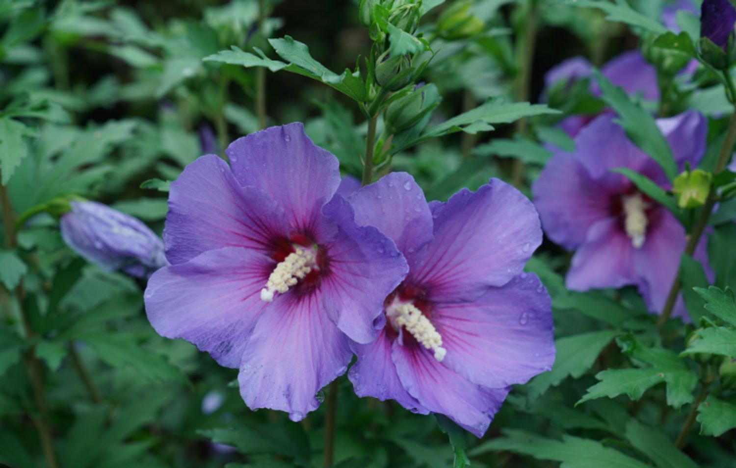 Hibiscus s. Paraplu Violet® PW® "Rose of Sharon" from our grower