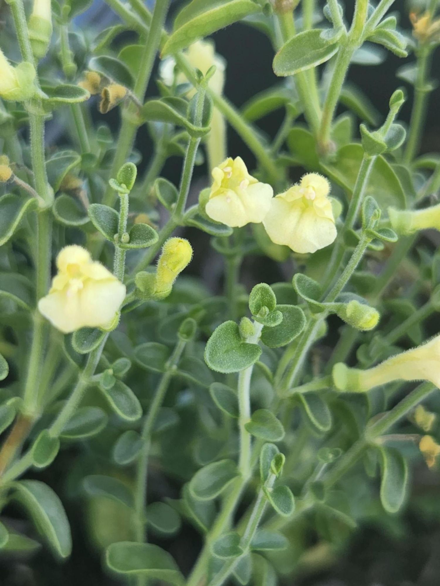 Scutellaria s. 'Yellow Skullcap' from our grower