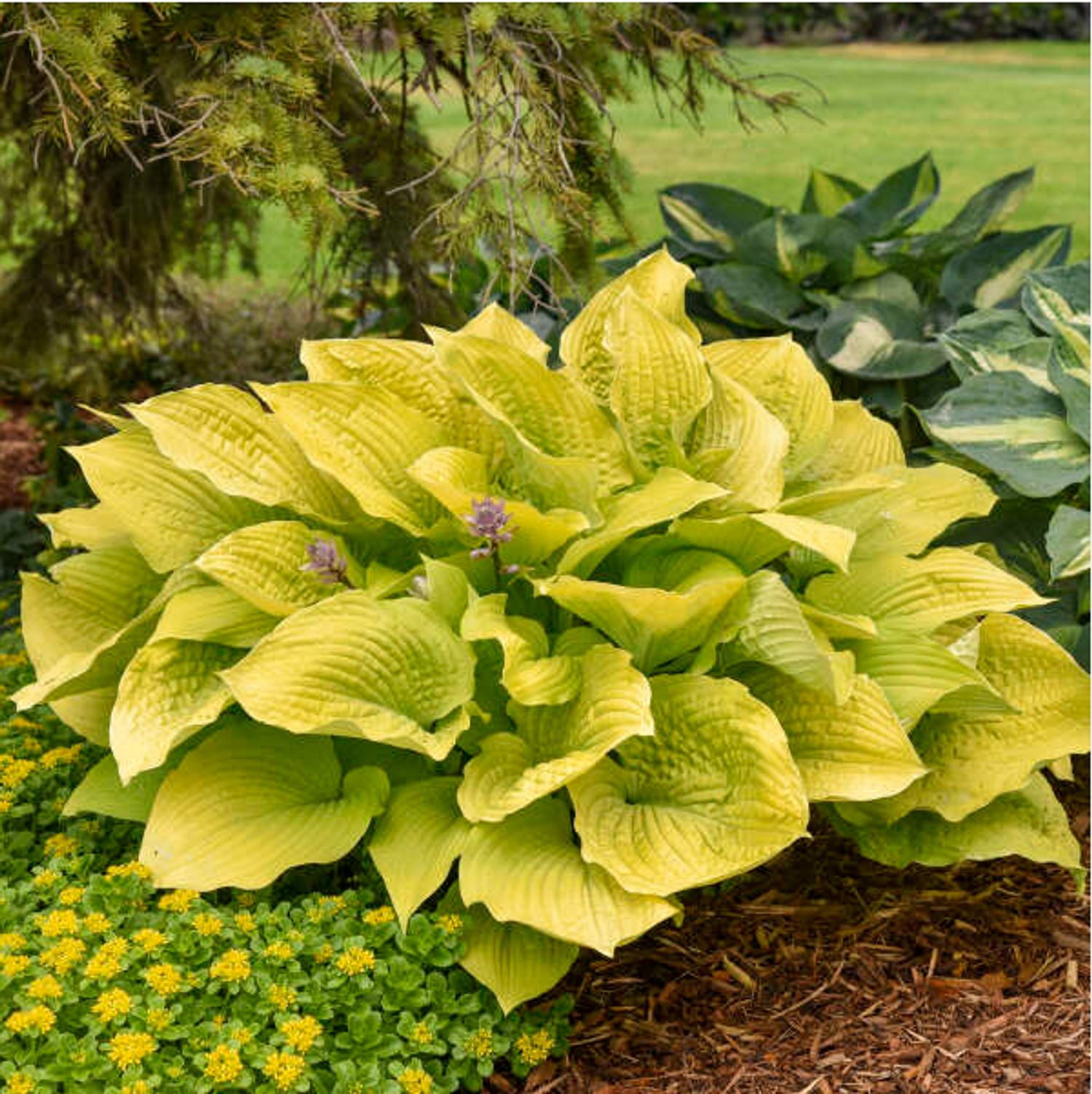 Hosta Shadowland® 'Coast to Coast' PW® from our grower