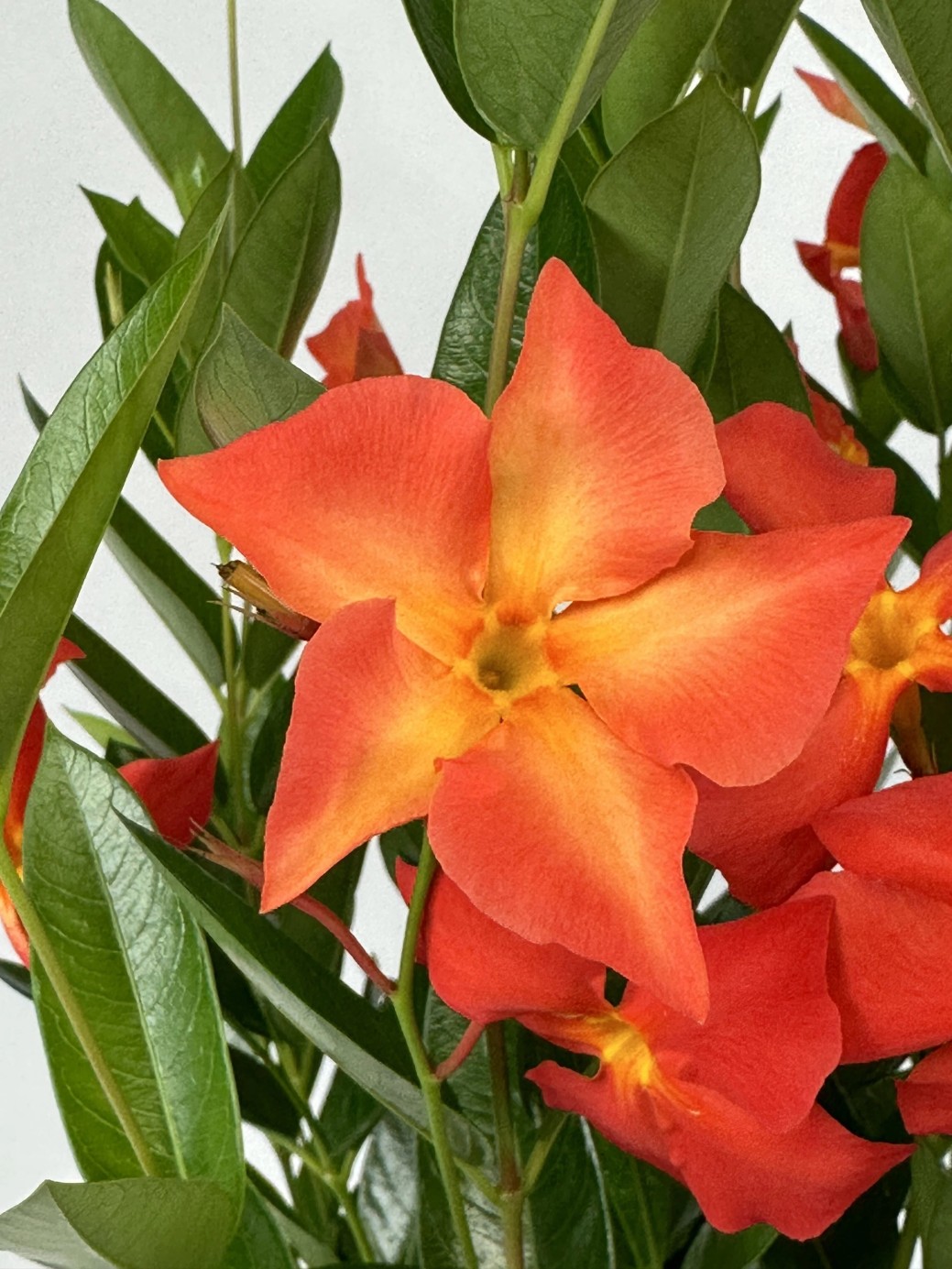 Mandevilla 'Sun Parasol Fired Up Orange' from our grower