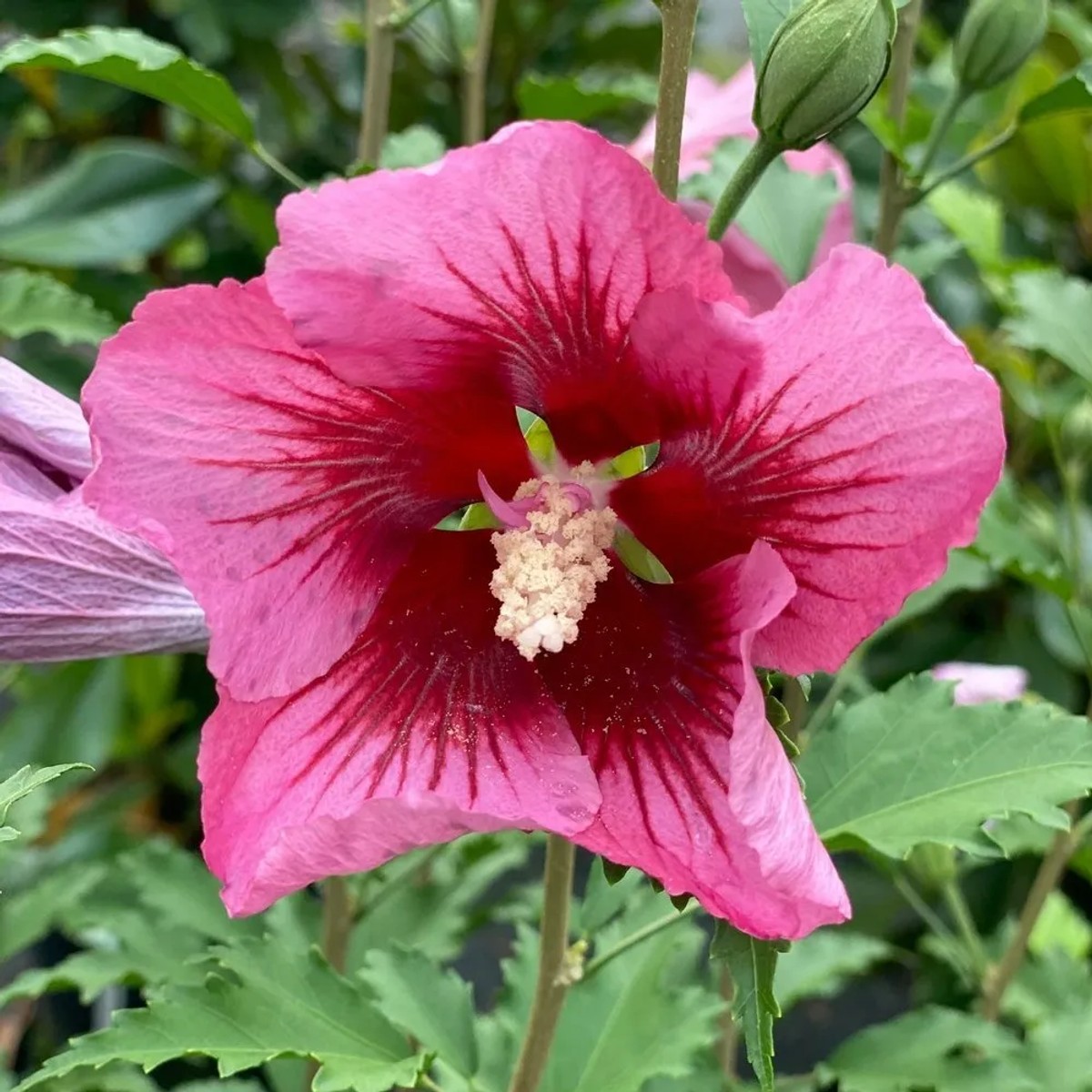 Hibiscus s. Red Pillar® PW® "Rose of Sharon" from our grower