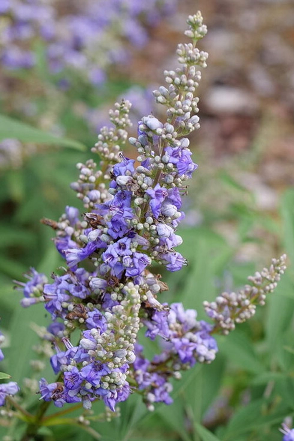 Vitex 'Rock Steady' PW® from our grower