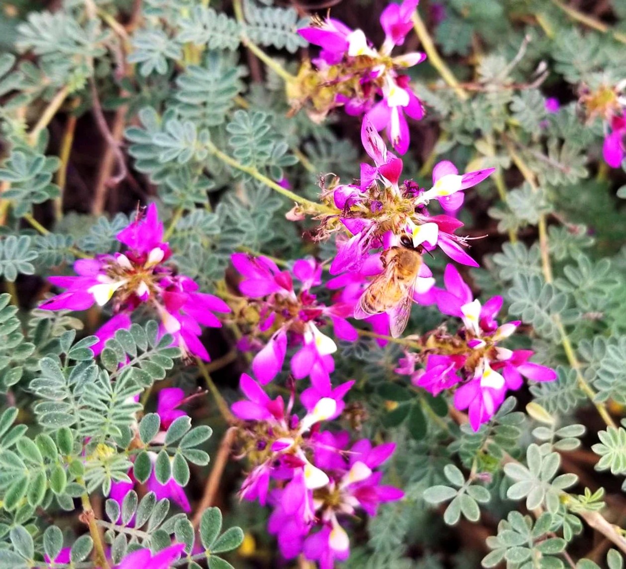 Dalea frutenscens from our grower