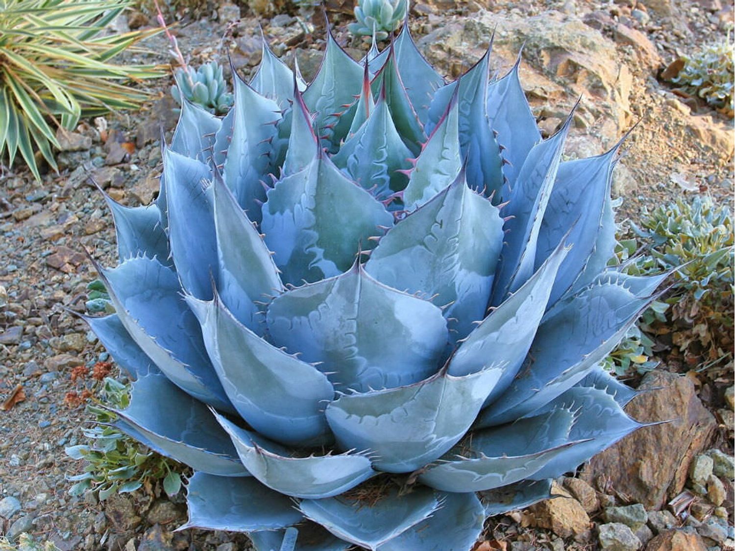 Agave parrasana (8a) from our grower