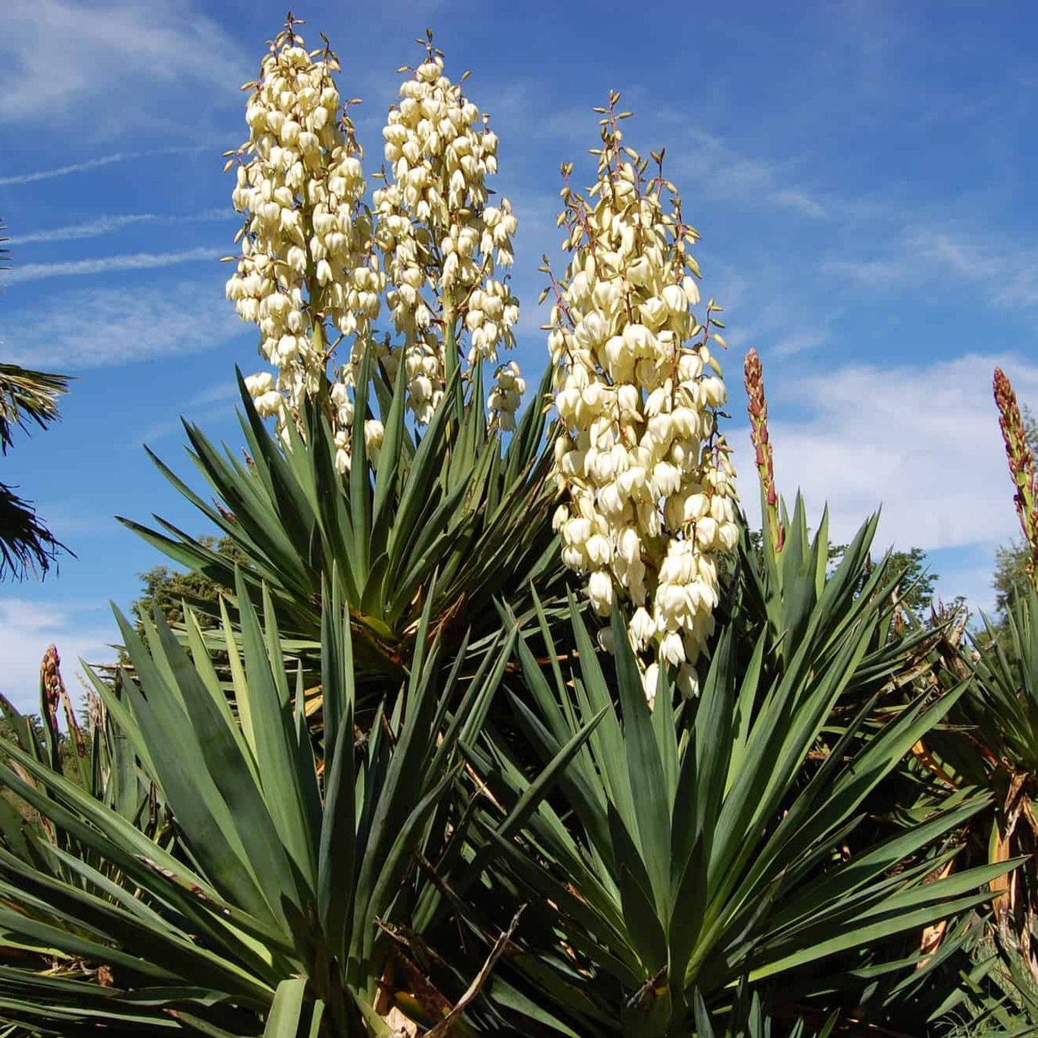 Yucca pendula "Soft Leaf Yucca" from our grower