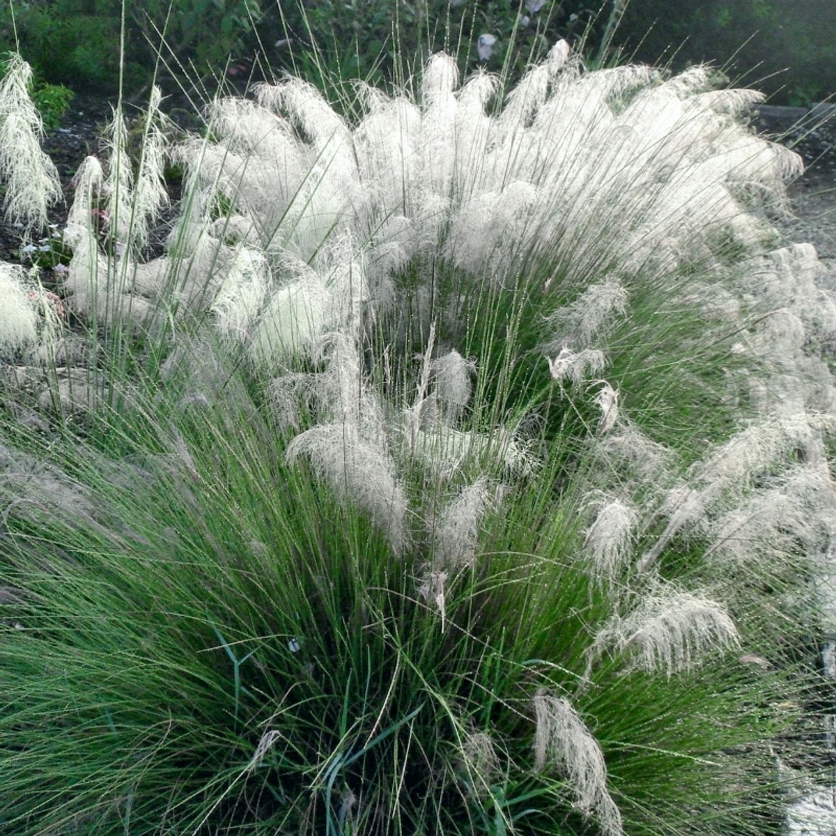 Muhlenbergia capillaris 'White Cloud' from our grower