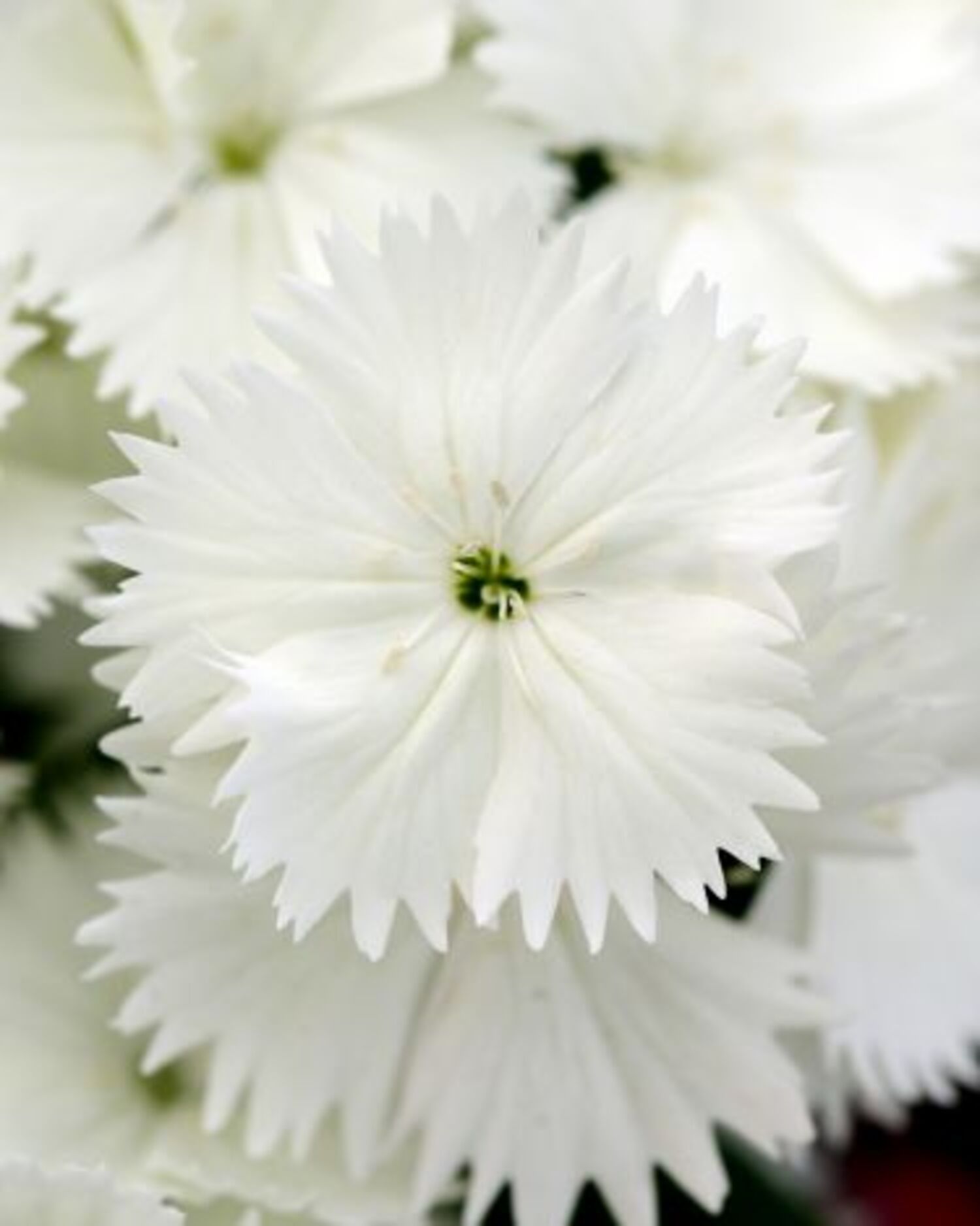 Dianthus 'Floral Lace White' from our grower