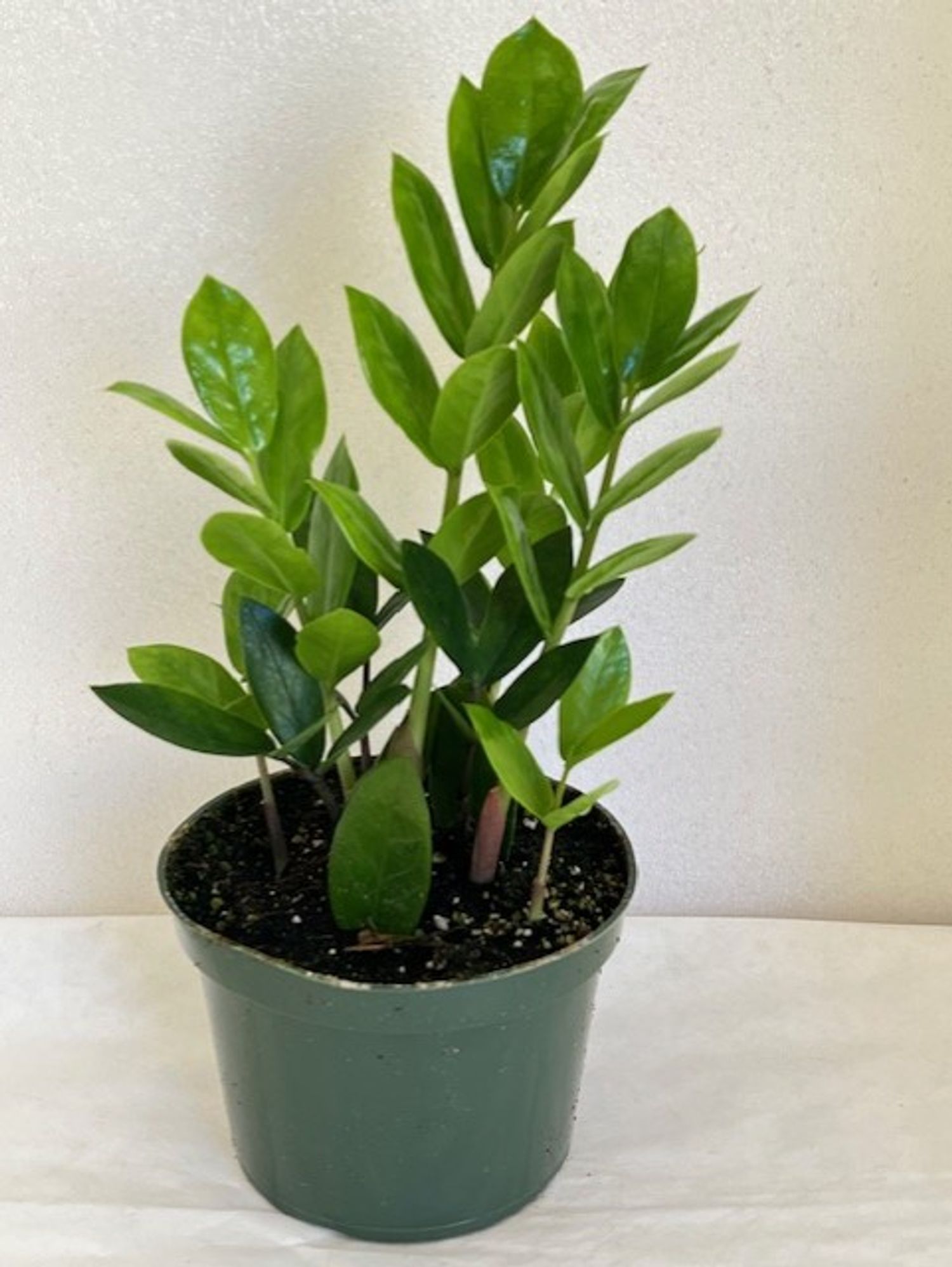olivenbaum düngen mit blaukorn Purgrün Olivenbaum-Dünger 1 Liter main image 1